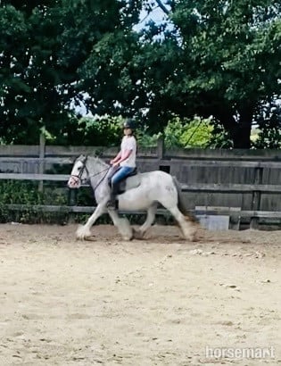 "Penelope" Blue &amp; White Mare All Rounder