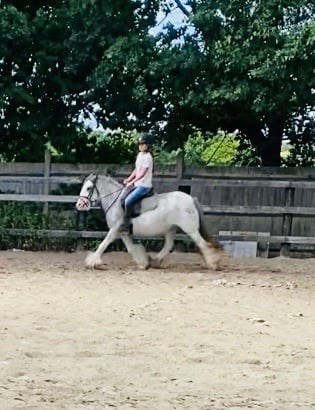 "Penelope" Blue &amp; White Mare All Rounder