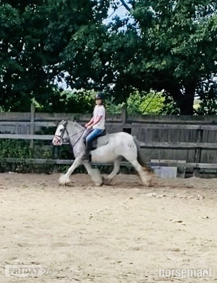 "Penelope" Blue &amp; White Mare All Rounder in Horley