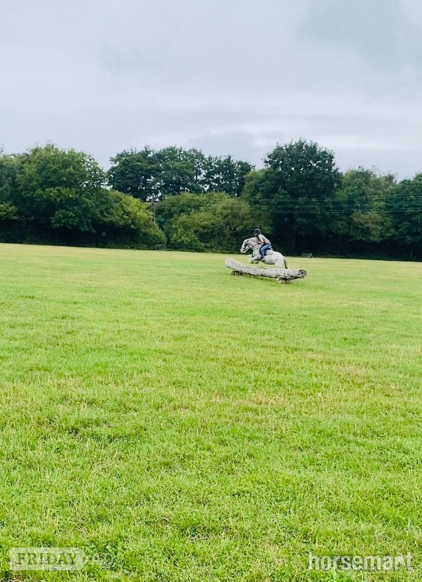"Penelope" Blue &amp; White Mare All Rounder