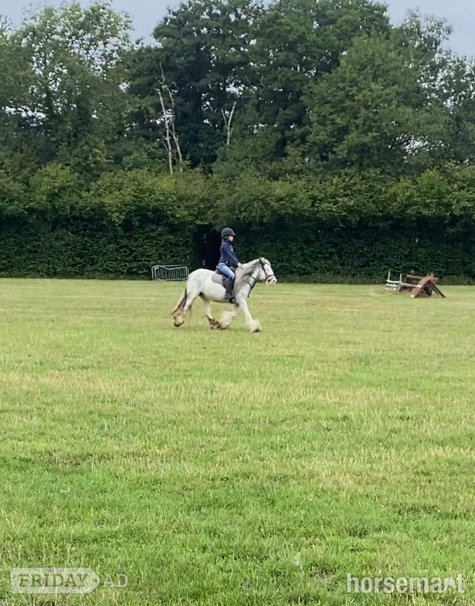 "Penelope" Blue &amp; White Mare All Rounder - Horses in Horley