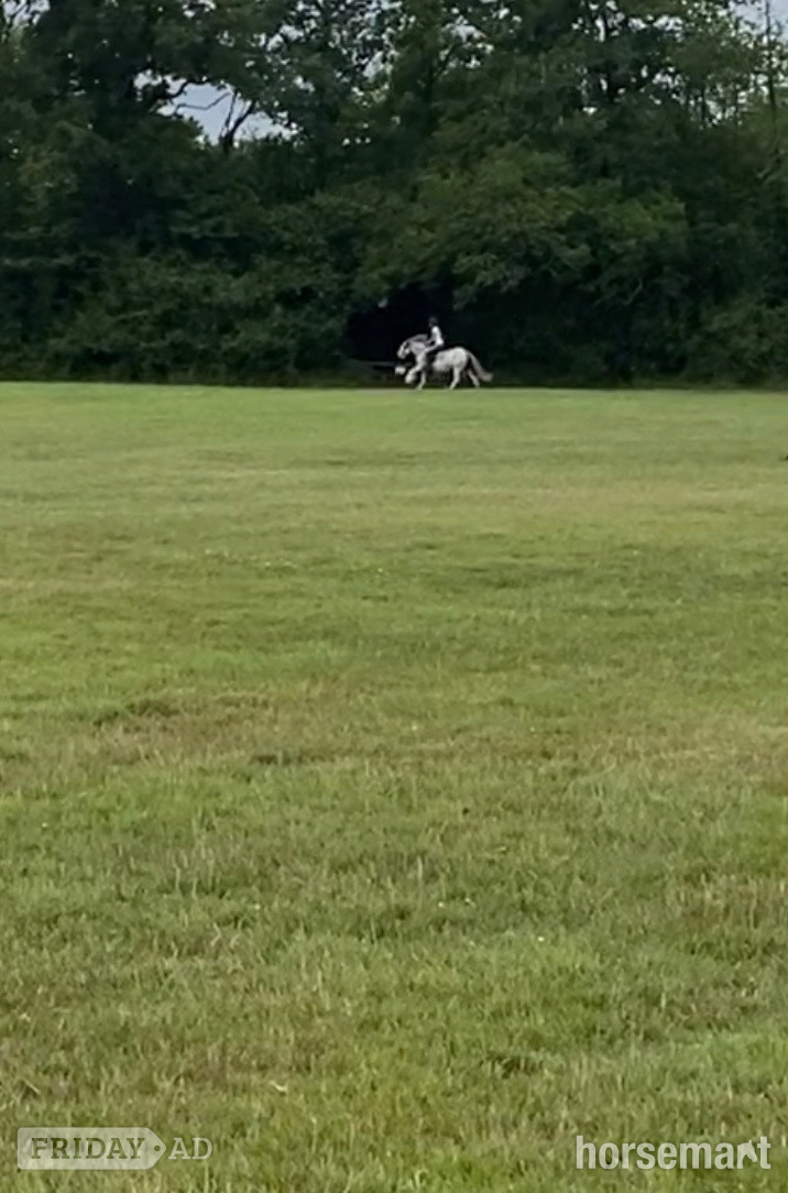 "Penelope" Blue &amp; White Mare All Rounder - Horses
