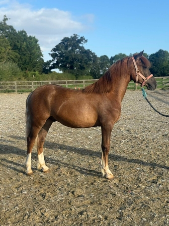"Rhoswen Ceredig" Chestnut Colt Youngstock / Foal