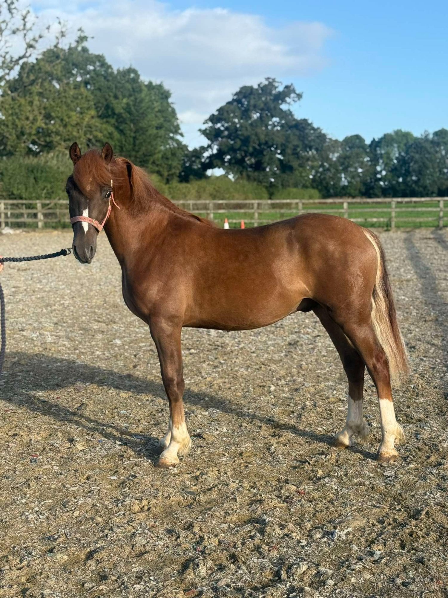 "Rhoswen Ceredig" Chestnut Colt Youngstock / Foal