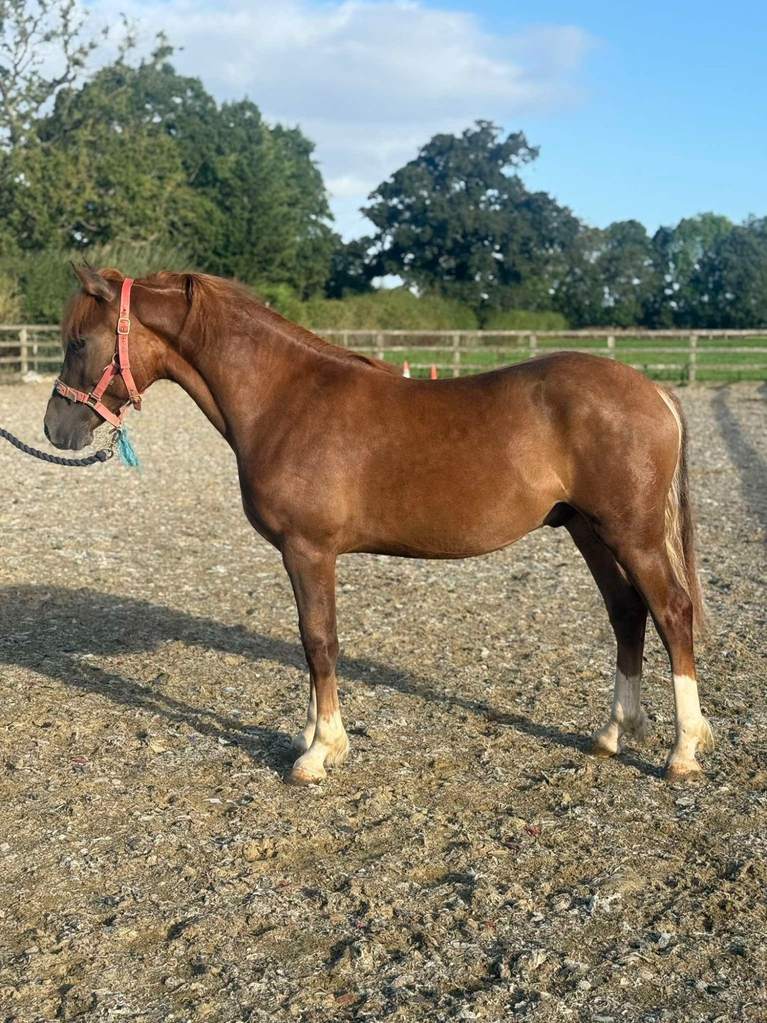 York "Rhoswen Ceredig" Chestnut Colt Youngstock / Foal