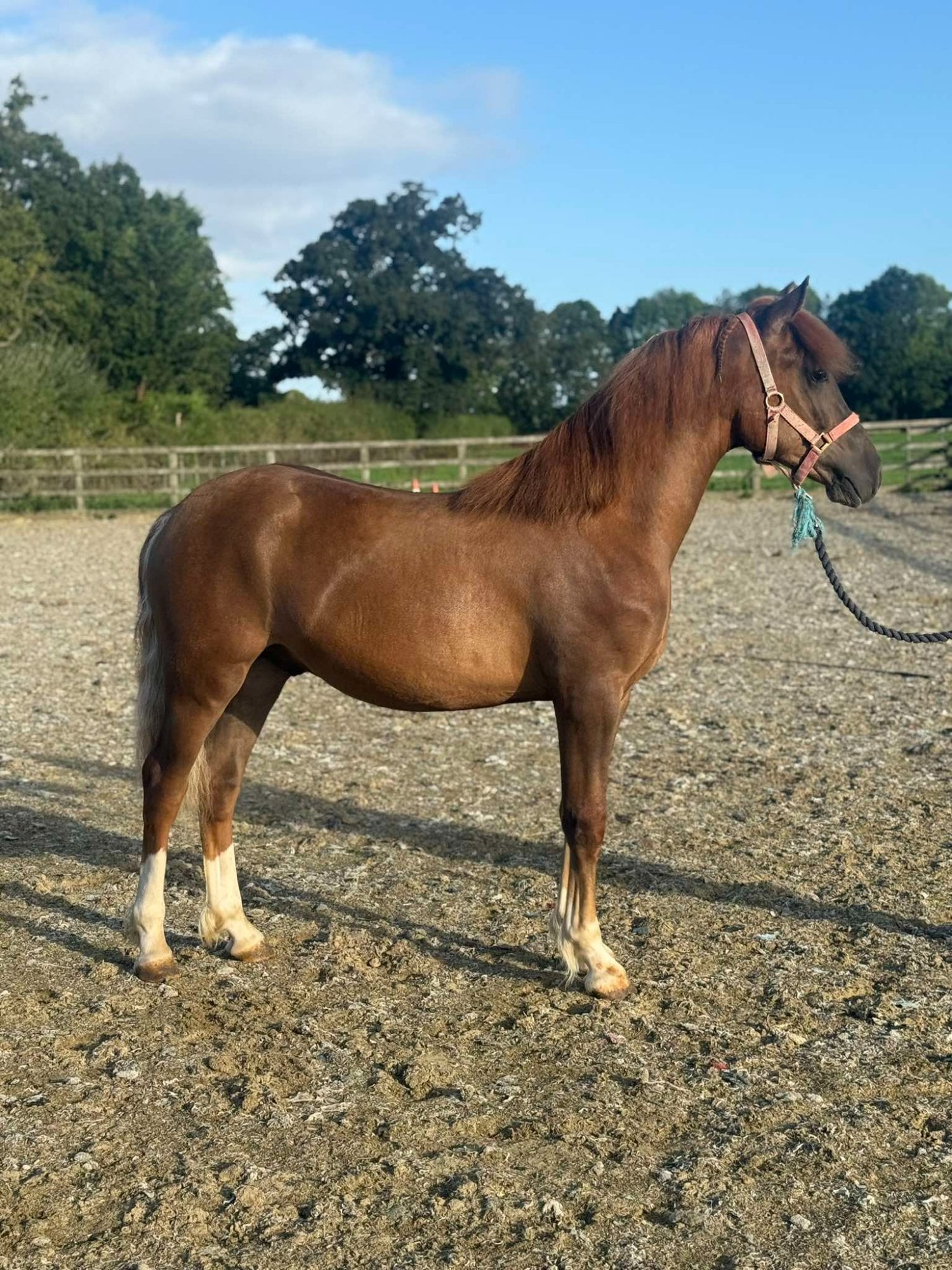 "Rhoswen Ceredig" Chestnut Colt Youngstock / Foal - Horses in York