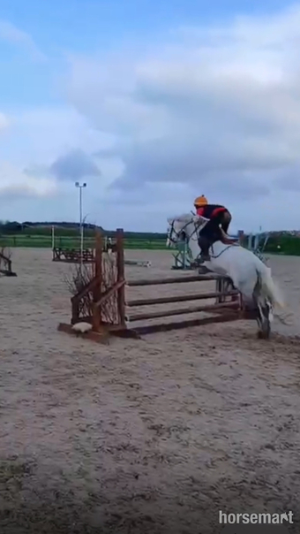 "D.S Magnum " Grey Gelding All Rounder