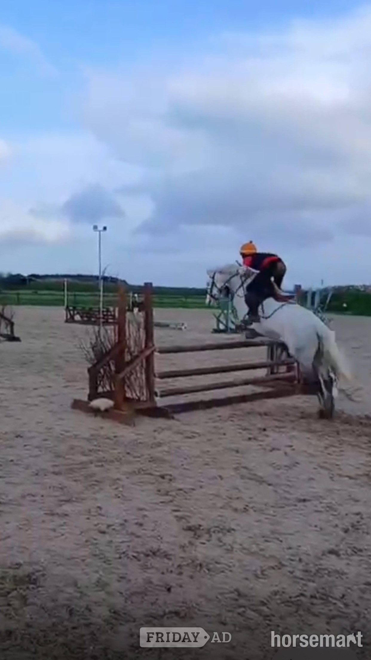 "D.S Magnum " Grey Gelding All Rounder in Duagh