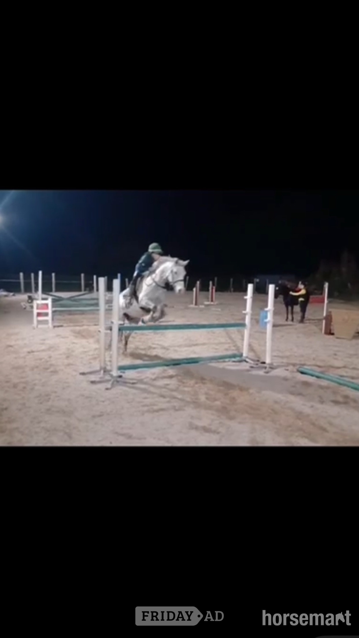 "D.S Magnum " Grey Gelding All Rounder