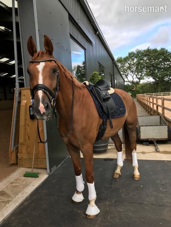 "Isaac" Chestnut Gelding All Rounder