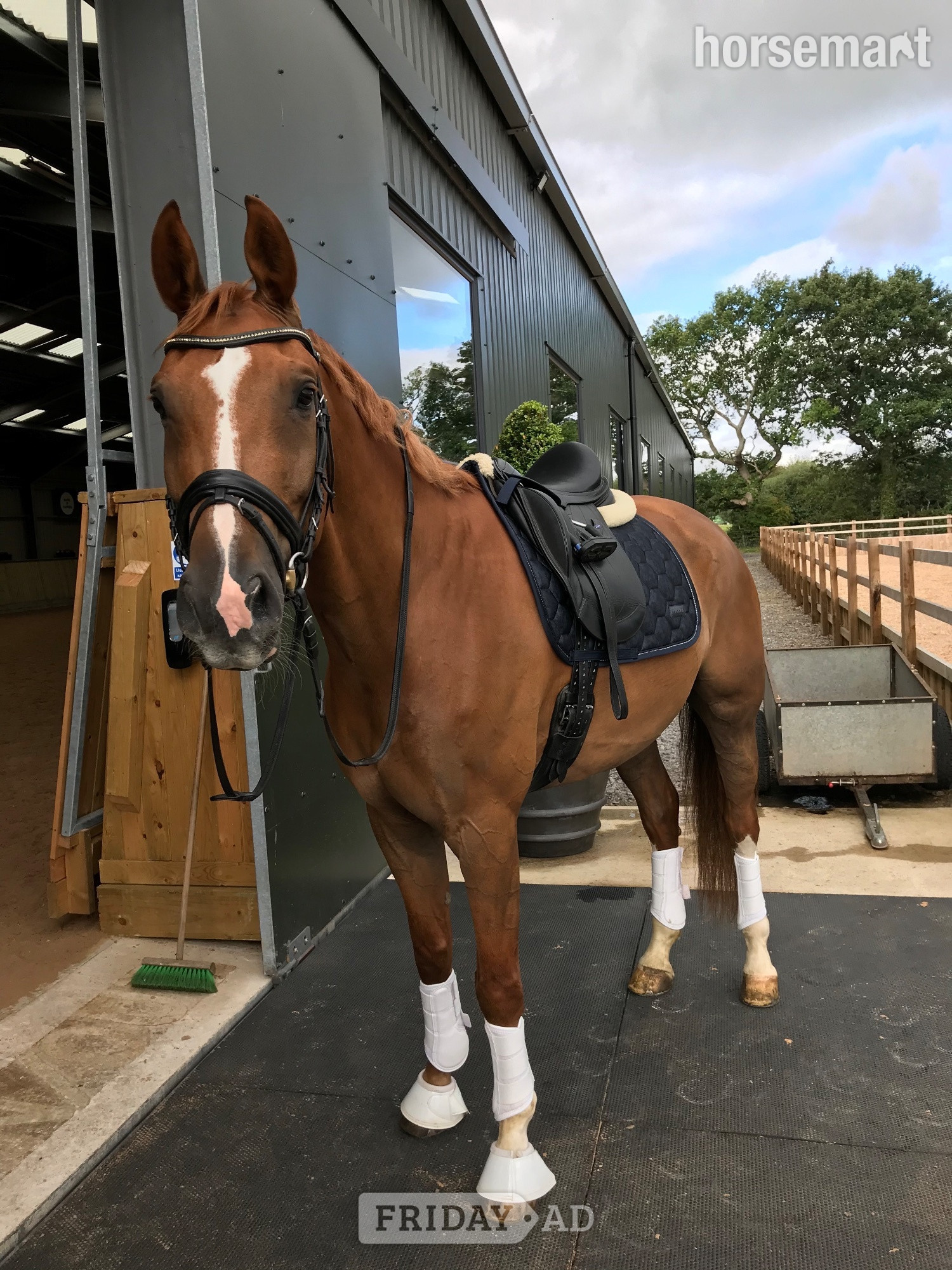 "Isaac" Chestnut Gelding All Rounder in Willaston