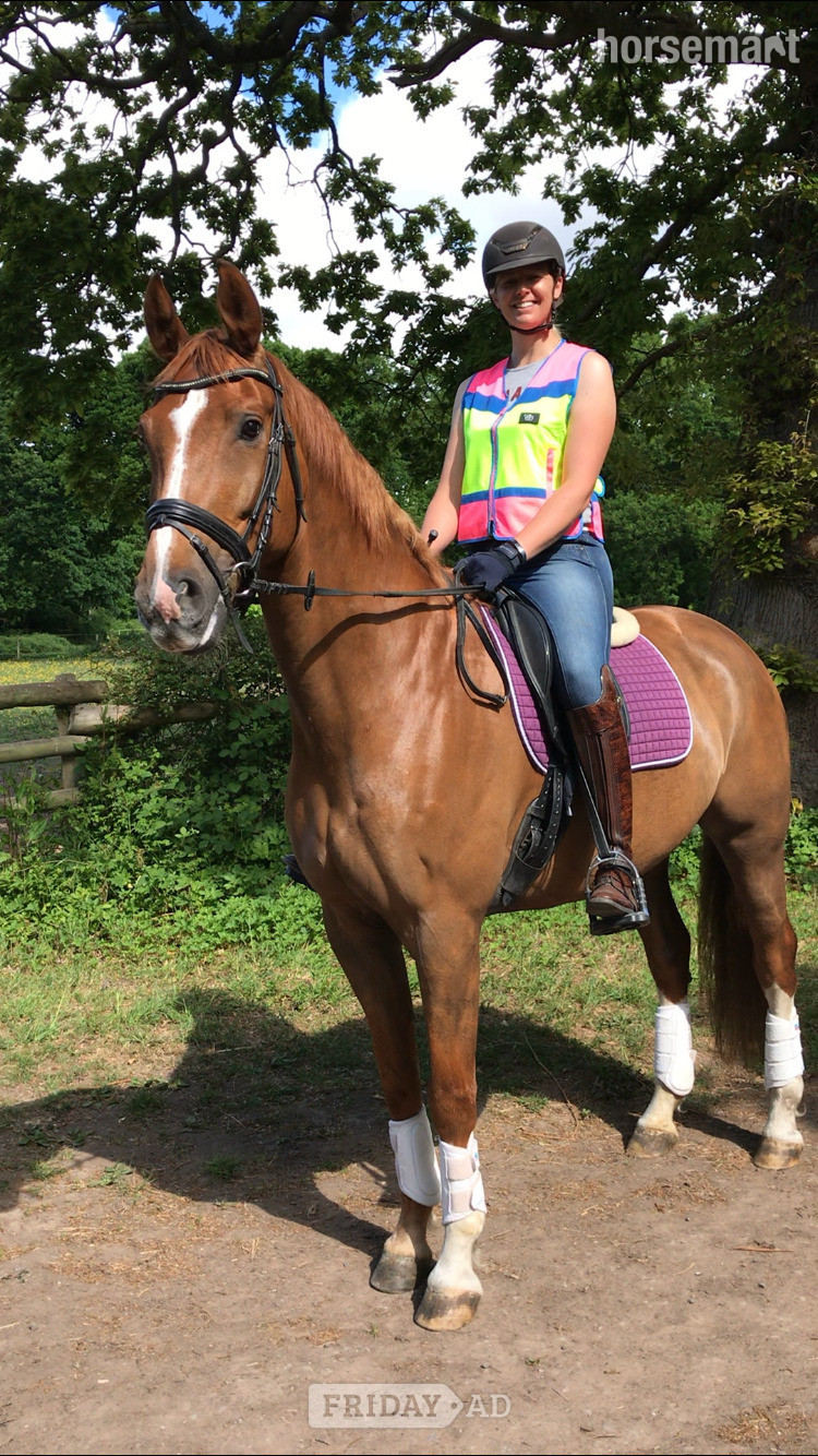 "Isaac" Chestnut Gelding All Rounder