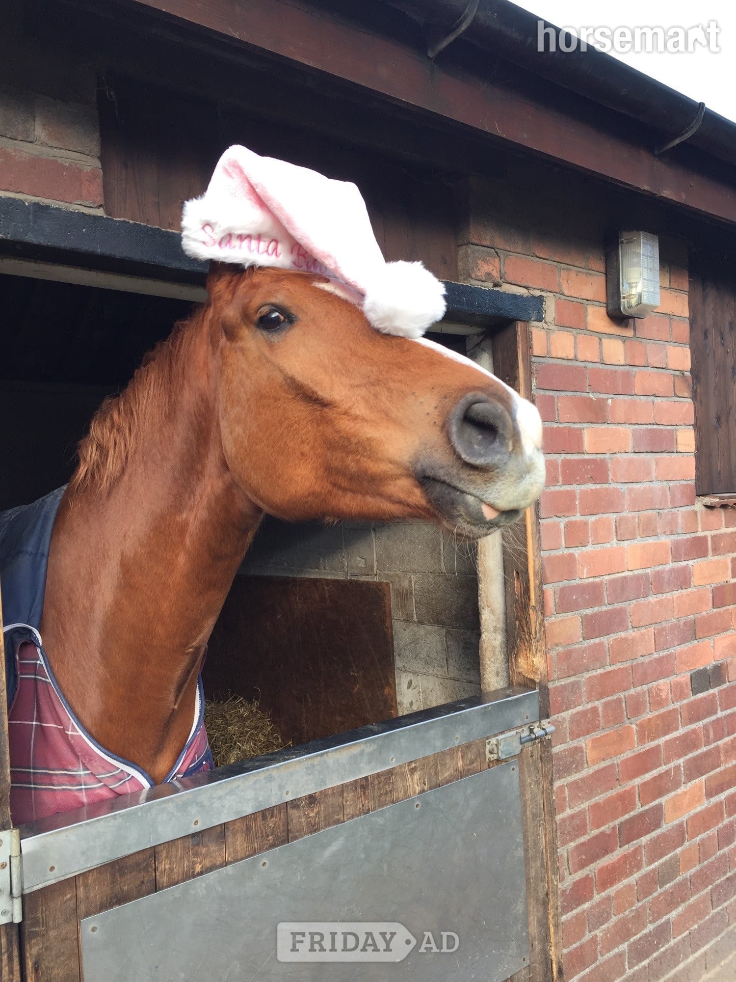 Willaston "Isaac" Chestnut Gelding All Rounder