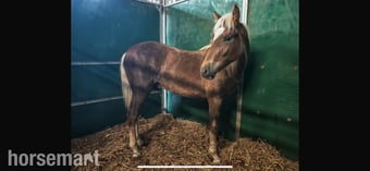 "Sonny" Liver Chestnut Colt Youngstock / Foal