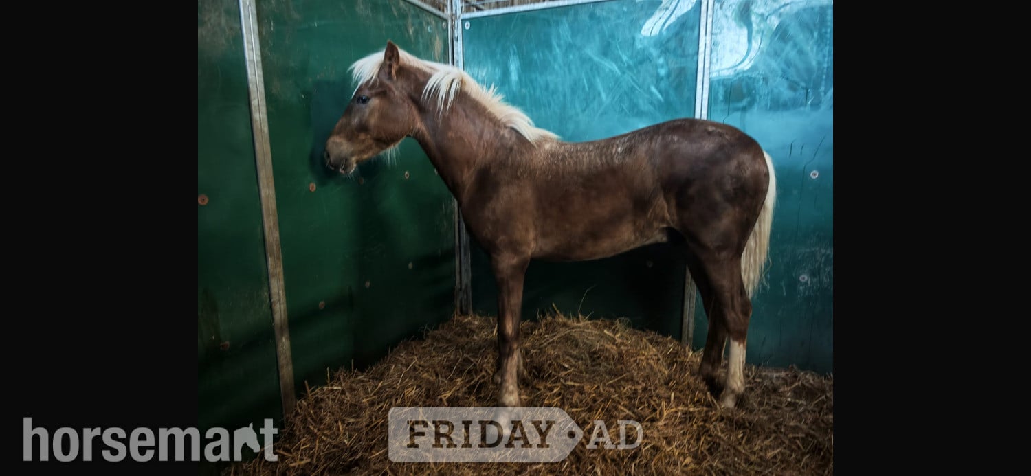 Haywards Heath "Sonny" Liver Chestnut Colt Youngstock / Foal