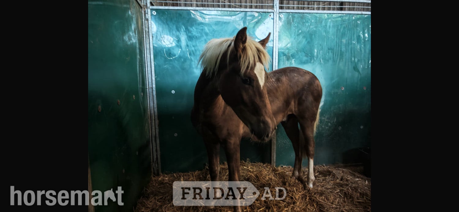 "Sonny" Liver Chestnut Colt Youngstock / Foal