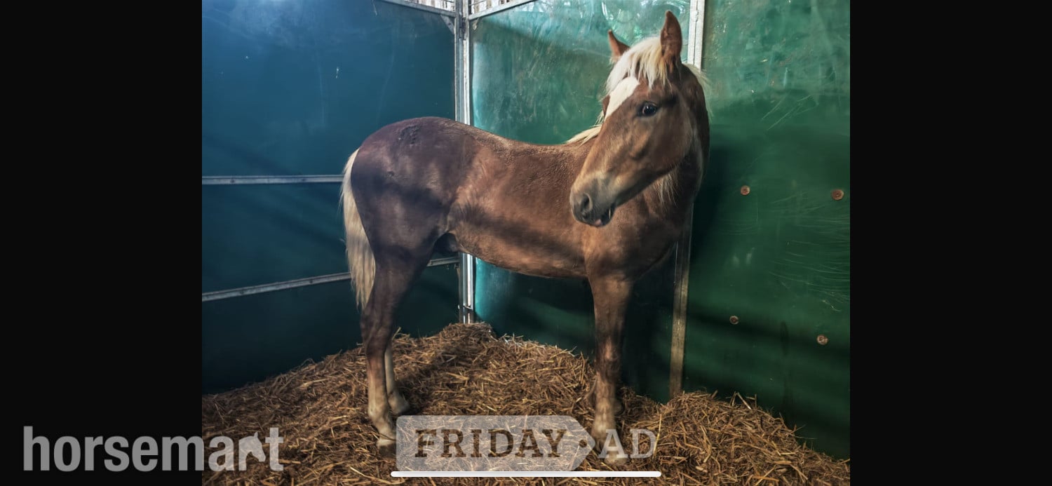 "Sonny" Liver Chestnut Colt Youngstock / Foal in Haywards Heath