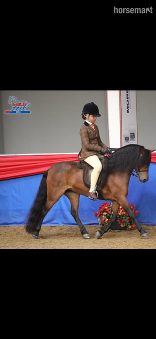 "Cayberry coco chanel" Bay Mare Lead Rein/First Ridden Pony