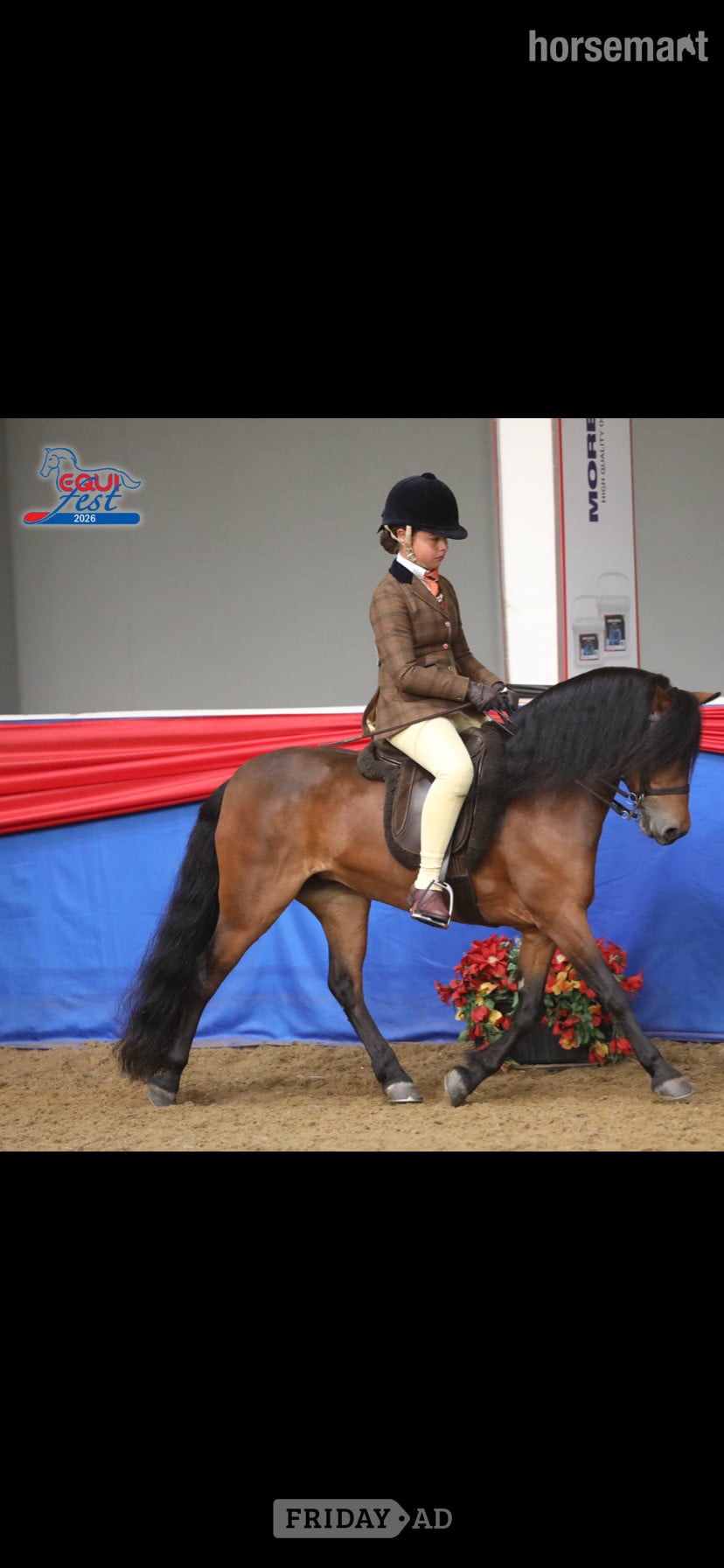 "Cayberry coco chanel" Bay Mare Lead Rein/First Ridden Pony in Whitworth