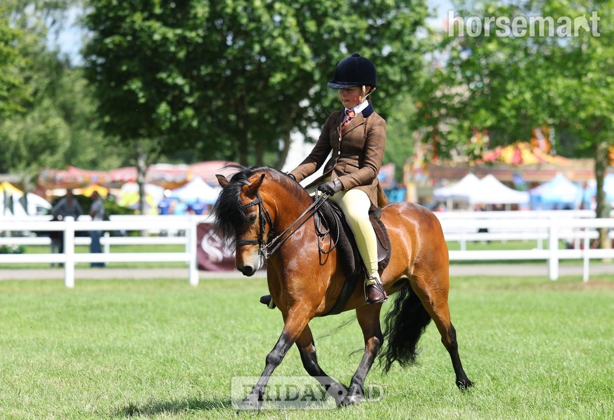 "Cayberry coco chanel" Bay Mare Lead Rein/First Ridden Pony