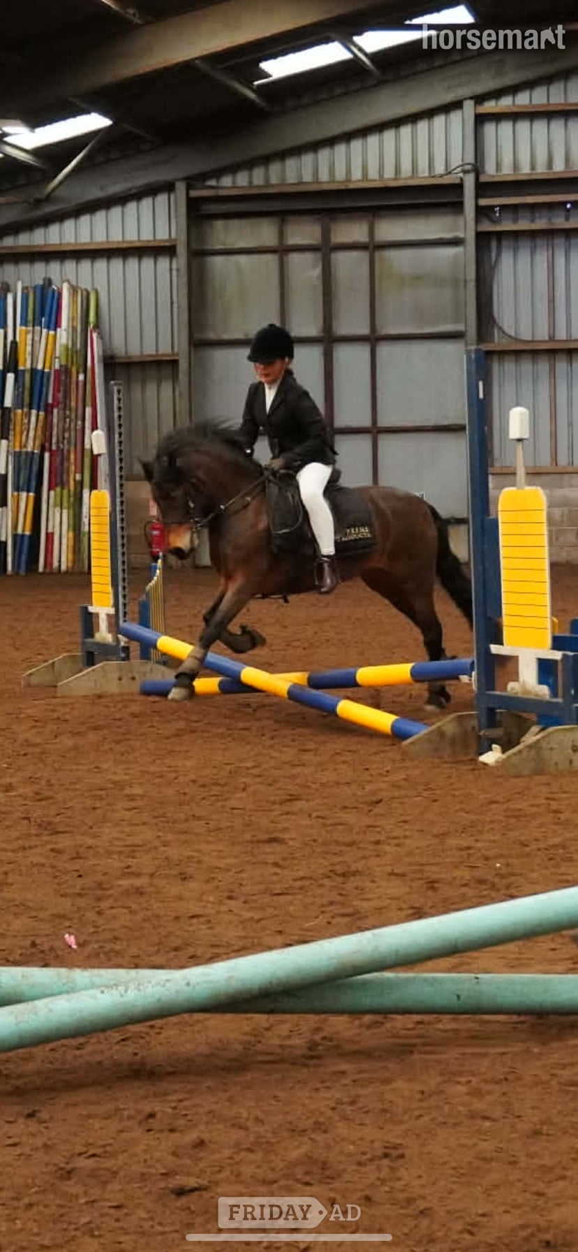 "Cayberry coco chanel" Bay Mare Lead Rein/First Ridden Pony - Horses in Whitworth