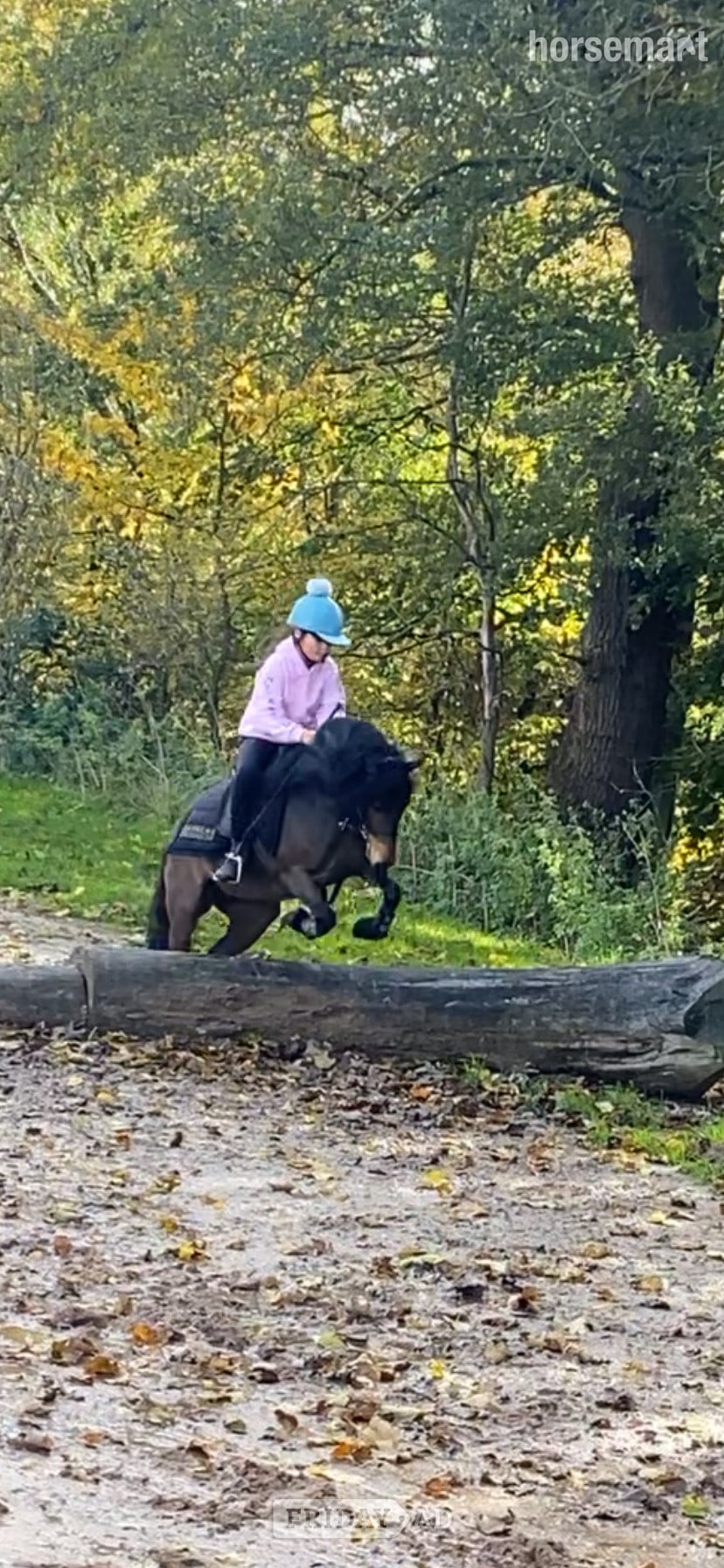 "Cayberry coco chanel" Bay Mare Lead Rein/First Ridden Pony - Horses