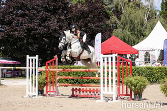 "Arioso" Grey Gelding Show Jumper