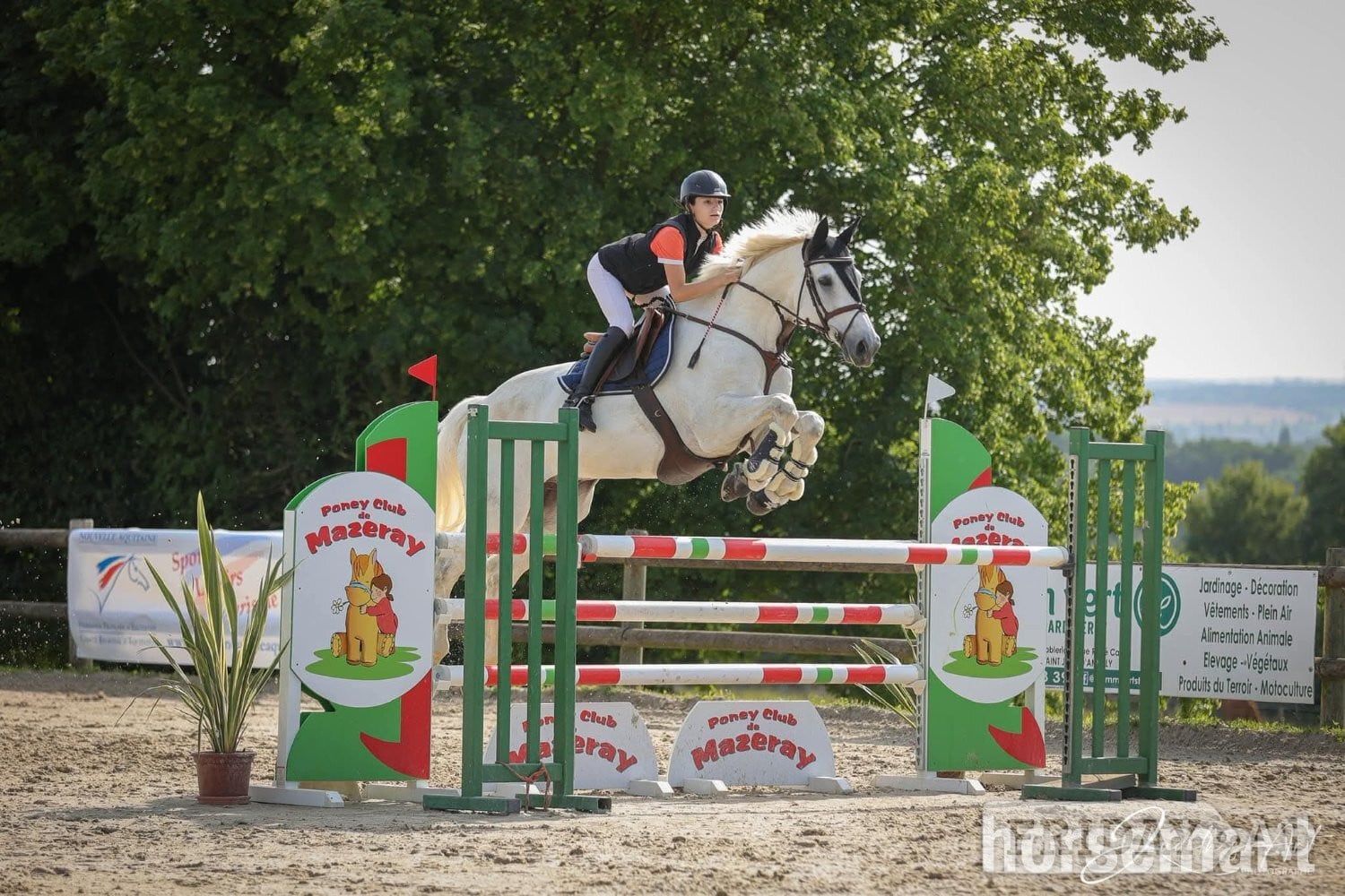 "Arioso" Grey Gelding Show Jumper