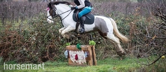 "Bow" Coloured Mare Pony Club Pony