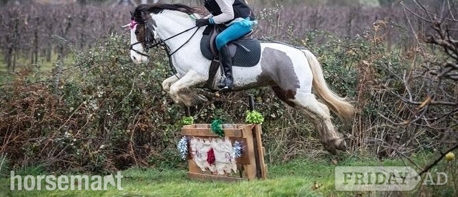 "Bow" Coloured Mare Pony Club Pony in Matfield