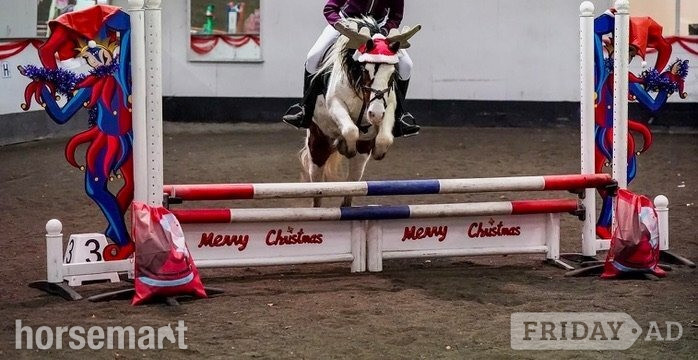 "Bow" Coloured Mare Pony Club Pony