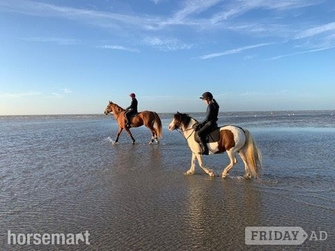 Matfield "Bow" Coloured Mare Pony Club Pony