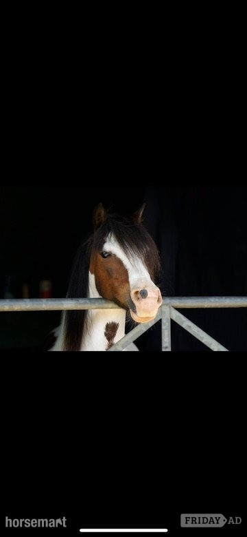 "Bow" Coloured Mare Pony Club Pony - Horses in Matfield