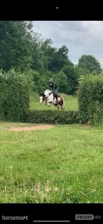 "Bow" Coloured Mare Pony Club Pony - Horses