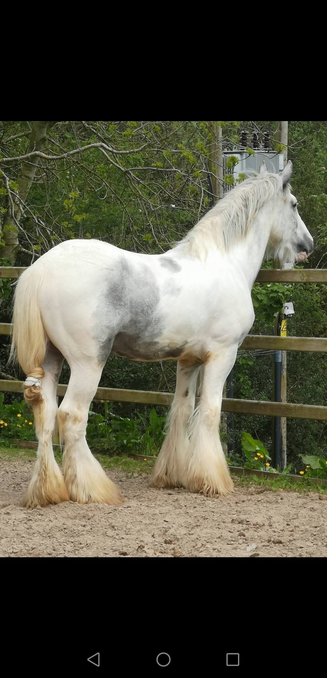 "Darnau Flying High " Bay Filly Youngstock / Foal