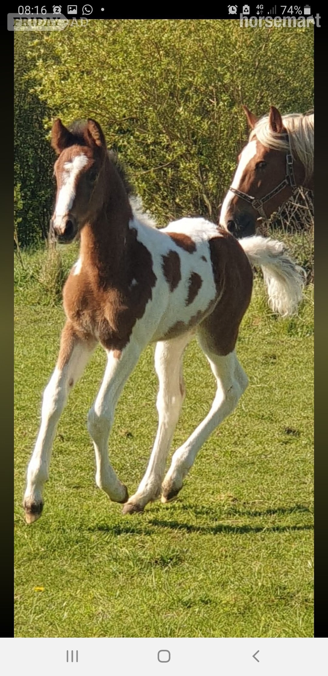 "Prinny" Tri-Coloured Mare Coloured