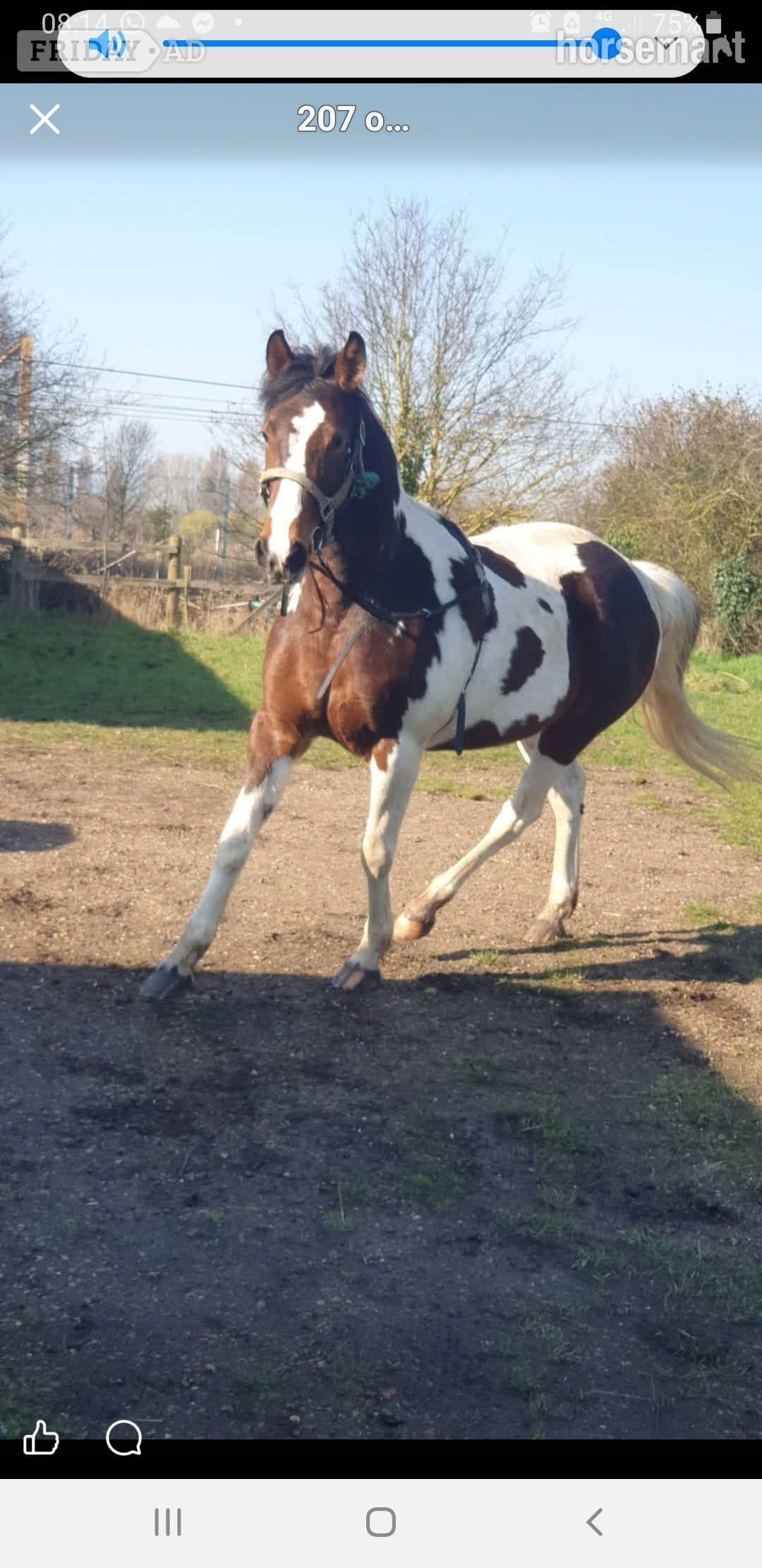 Rochford "Prinny" Tri-Coloured Mare Coloured