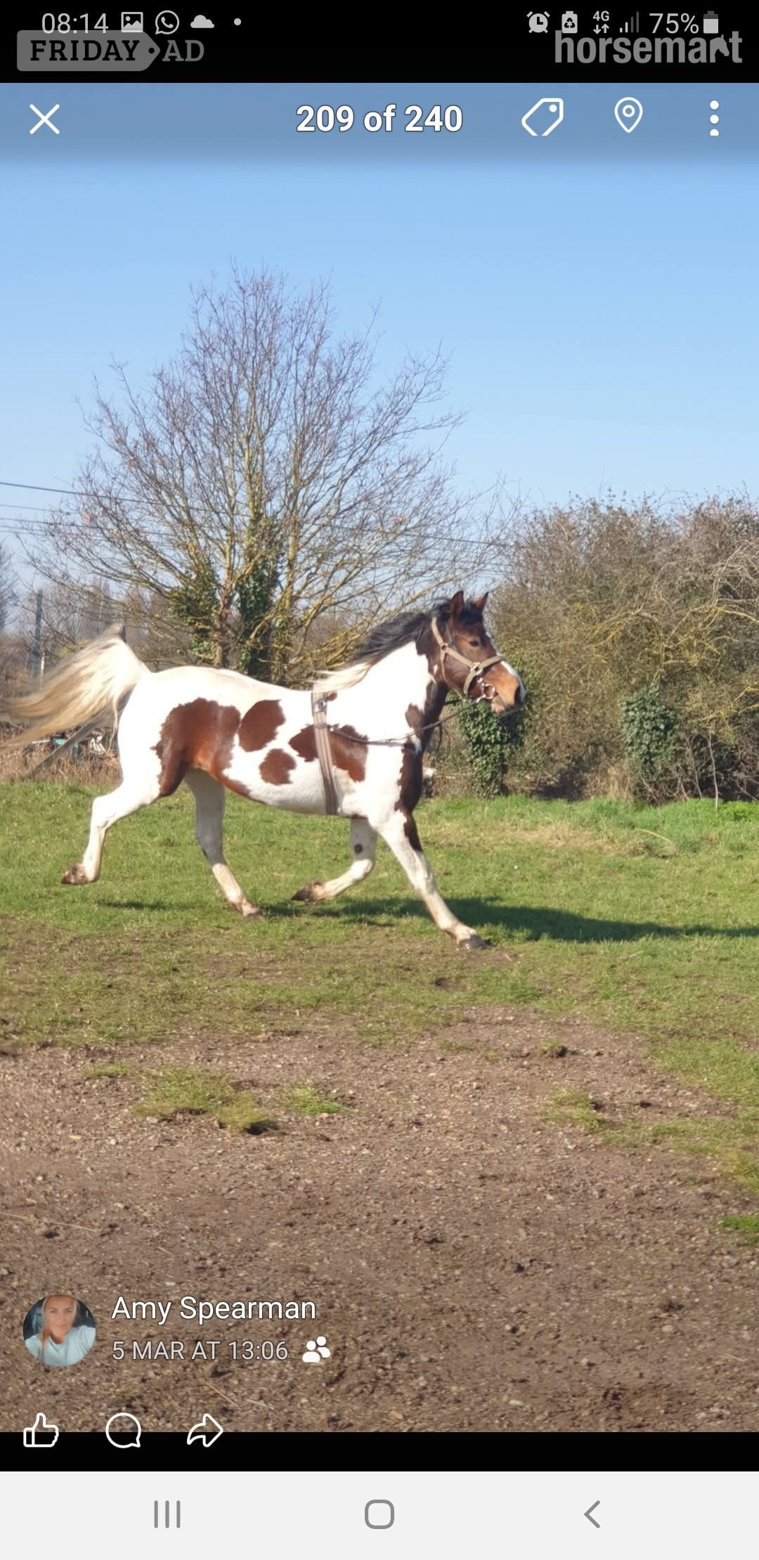 "Prinny" Tri-Coloured Mare Coloured in Rochford