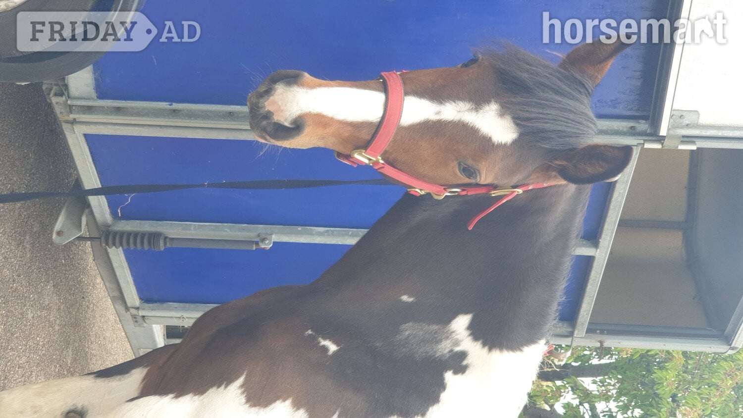 "Prinny" Tri-Coloured Mare Coloured - Horses in Rochford