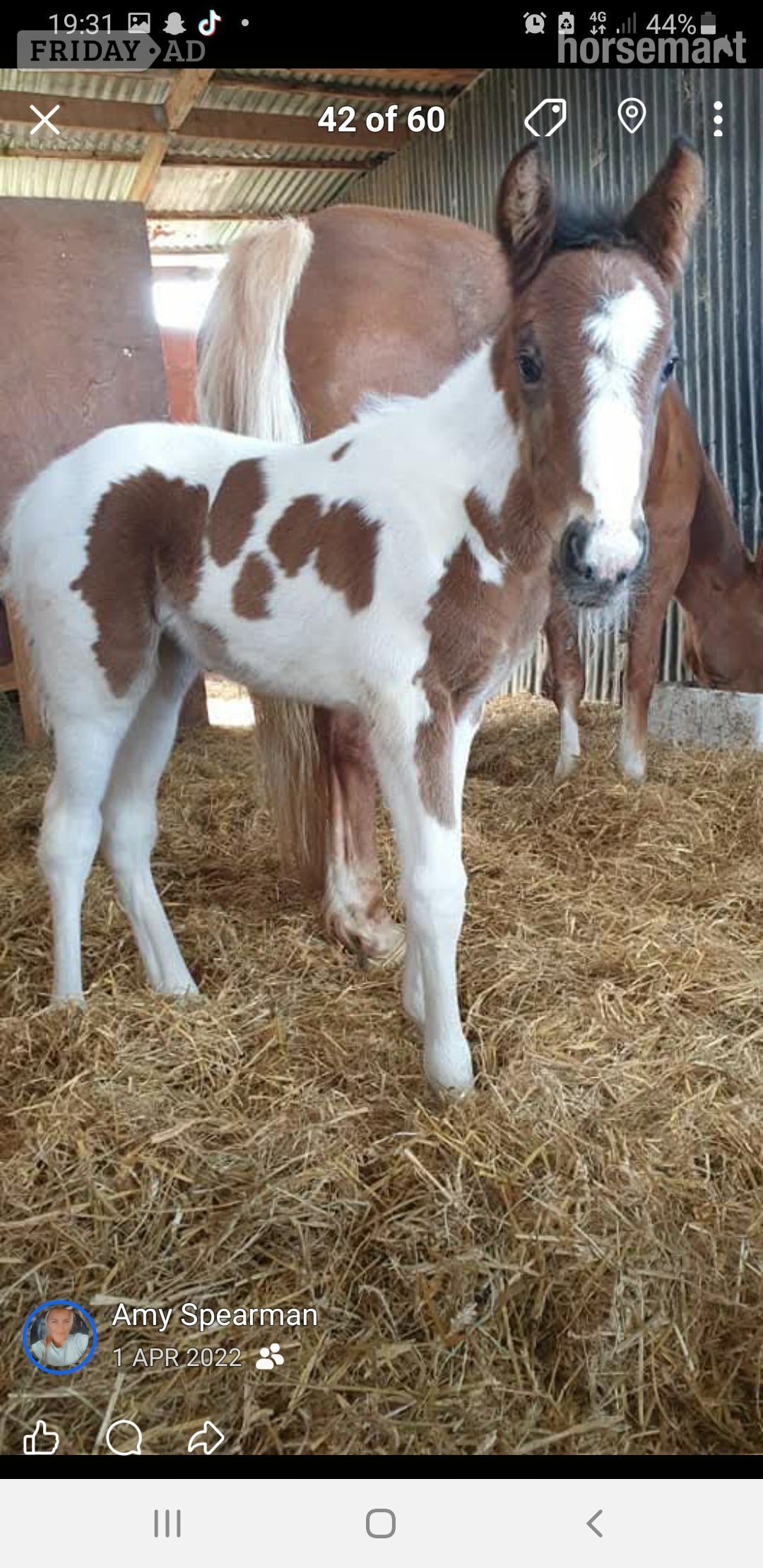 "Prinny" Tri-Coloured Mare Coloured - Horses