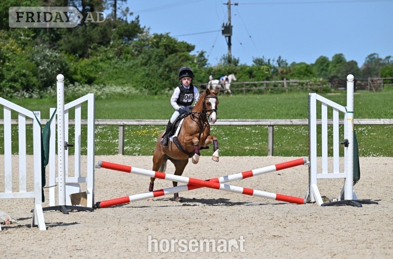 "Bella" Chestnut Mare Pony Club Pony in Gloucester
