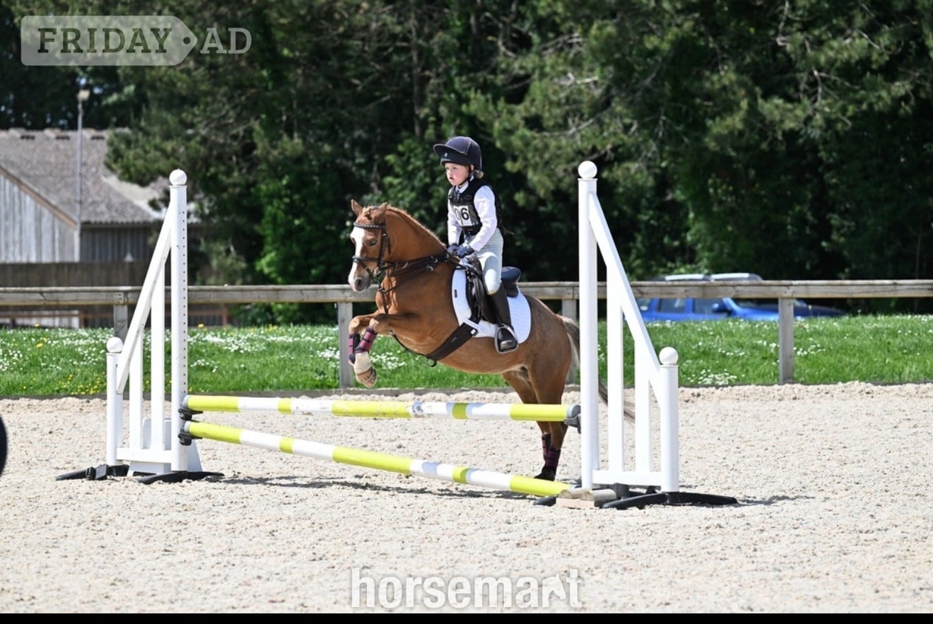 "Bella" Chestnut Mare Pony Club Pony