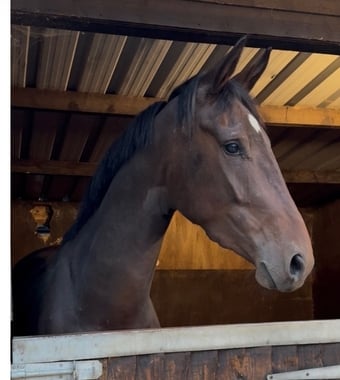 "Athena " Bay Mare Young Sport Horse