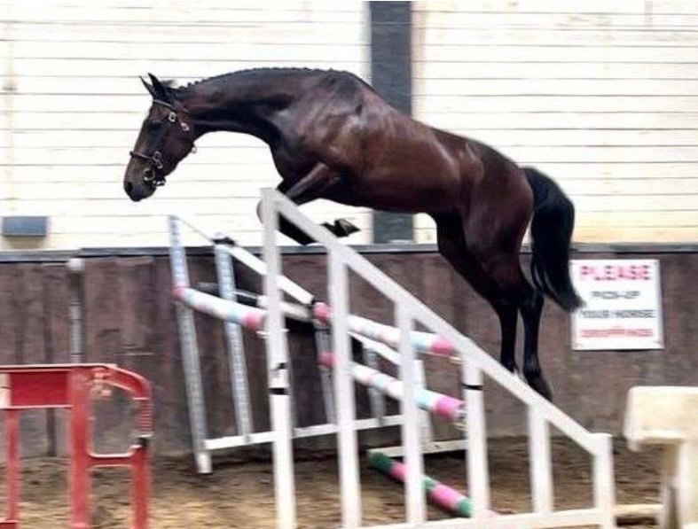 "Athena " Bay Mare Young Sport Horse