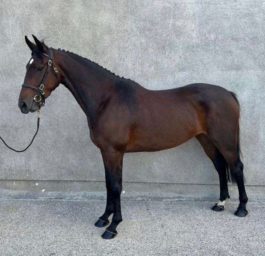 Newbury "Athena " Bay Mare Young Sport Horse