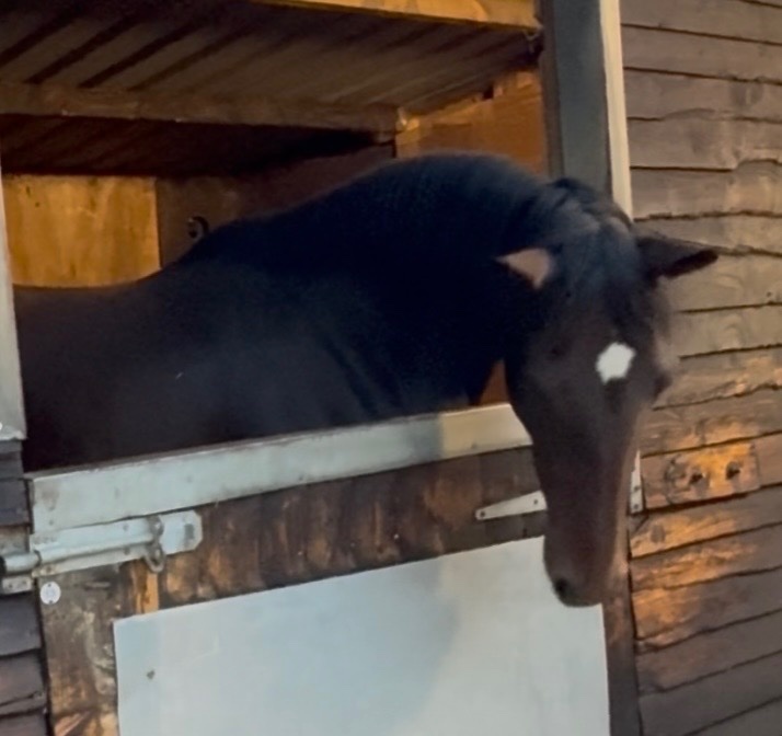 "Athena " Bay Mare Young Sport Horse - Horses in Newbury