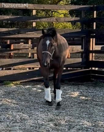 "Matilda " Bay Mare Ex Racehorse