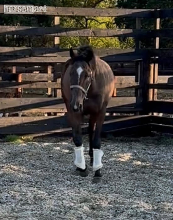 "Matilda " Bay Mare Ex Racehorse in Newbury