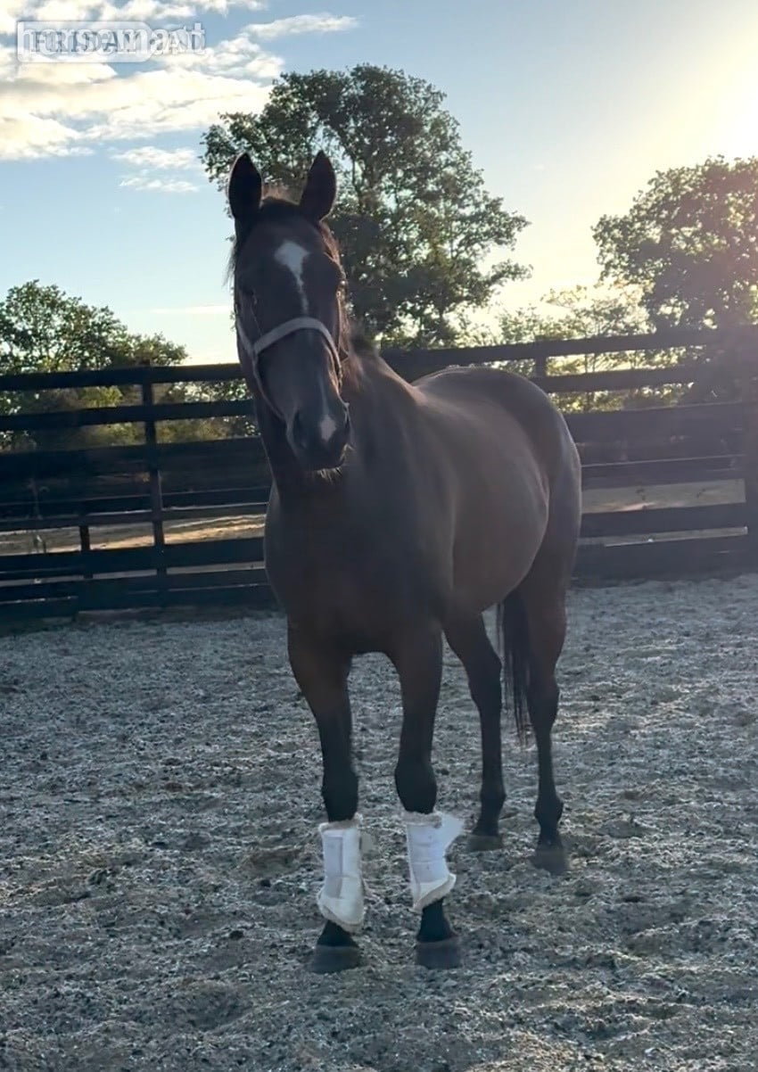 "Matilda " Bay Mare Ex Racehorse