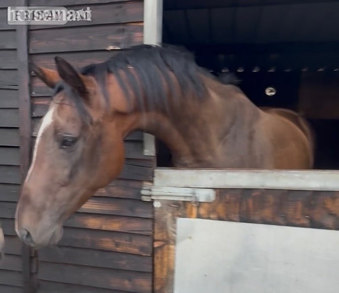 Newbury "Matilda " Bay Mare Ex Racehorse